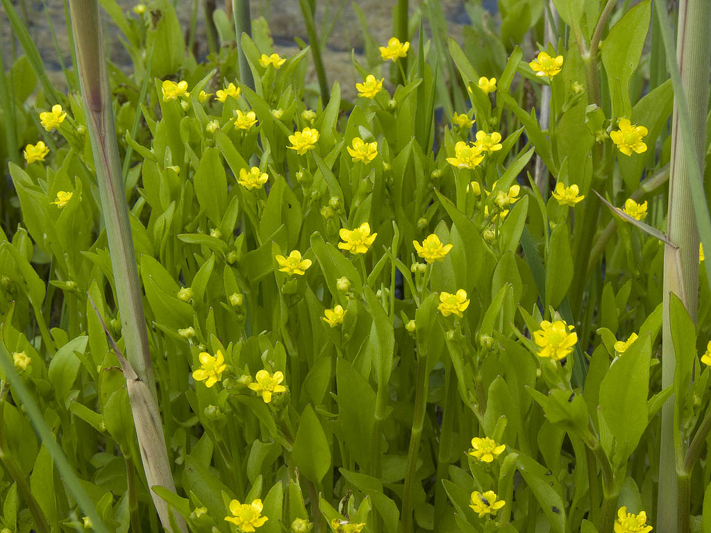 Ranunculus cfr. ophioglossifolius